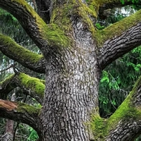 Under the Mystyc Tree - Мистичное Дерево